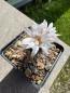 Preview: Turbinicarpus heliae